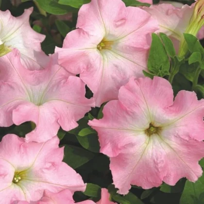 Petúnia Mistral Pearly F1 - Petunia grandiflora - semená petúnie - 15 ks