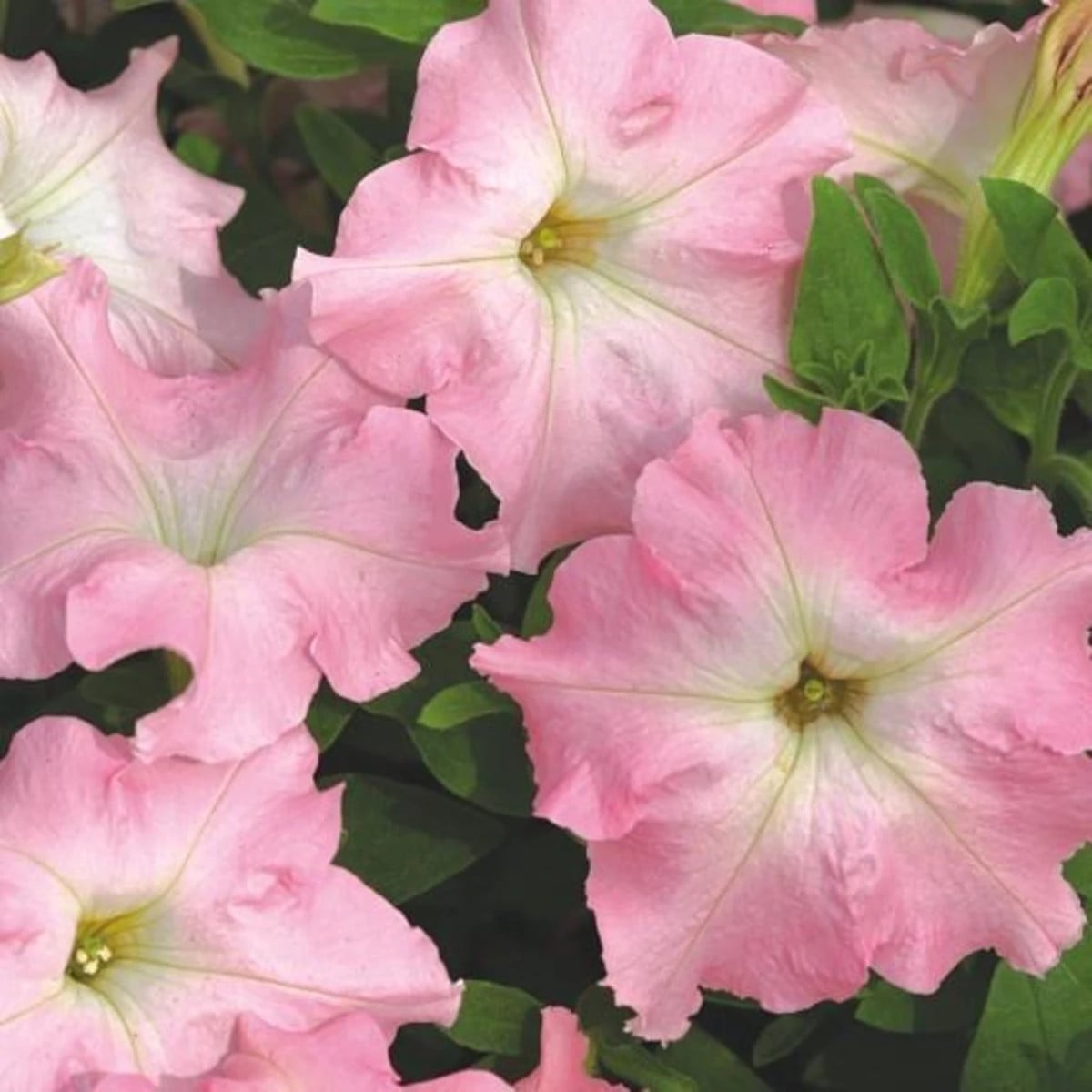 Petúnia Mistral Pearly F1 - Petunia grandiflora - semená petúnie - 15 ks