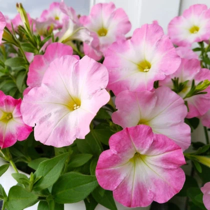 Petúnia Mistral Pearly F1 - Petunia grandiflora - semená petúnie - 15 ks