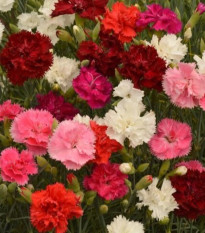 Klinček Grenadin zmes - Dianthus caryophyllus - semená klinčeka - 50 ks