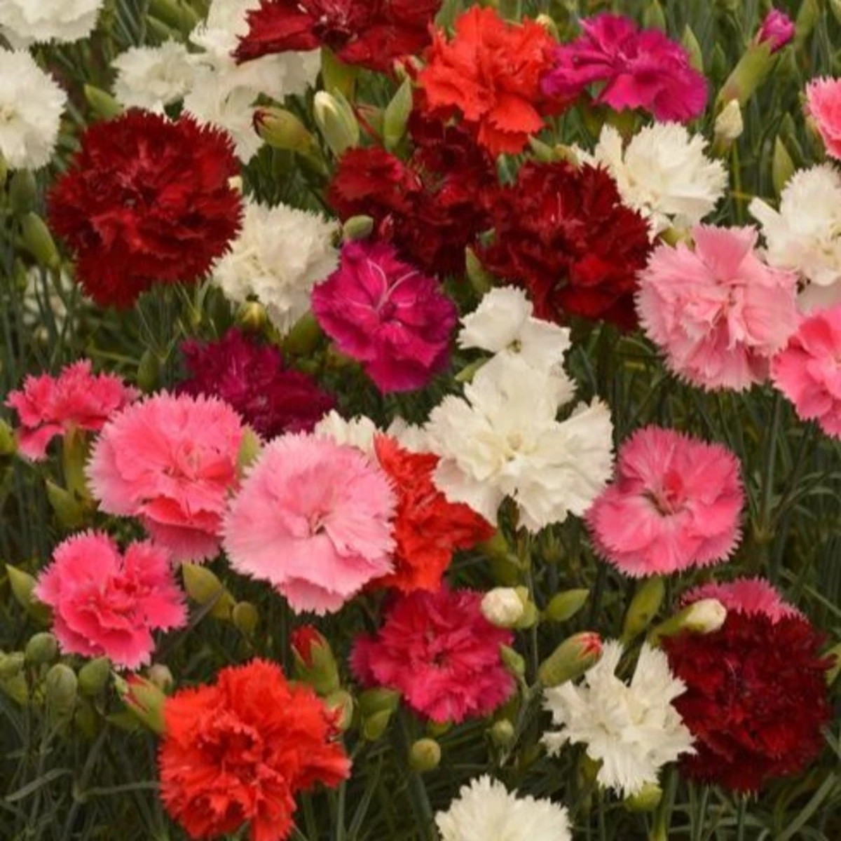 Klinček Grenadin zmes - Dianthus caryophyllus - semená klinčeka - 50 ks