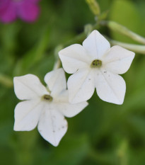 Tabak Perfume White F1 - Nicotiana - semená tabaku - 50 ks