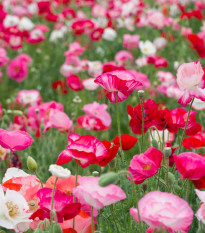 Vlčí mak - zmes - Papaver rhoeas - semená - 200 ks
