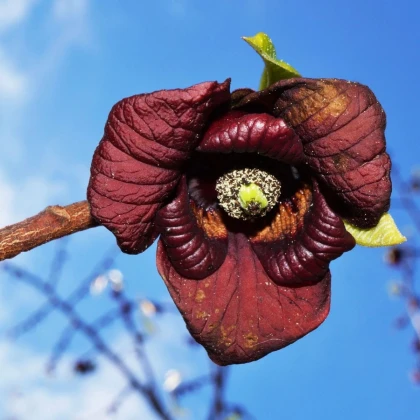 Indiánsky banán Paw Paw - Asimina triloba - semená indiánskeho banánu - 4 ks