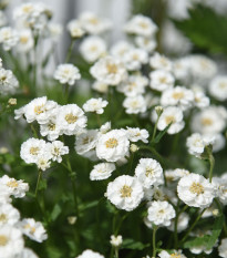 Rebríček bertrámový Perla - Achillea ptarmica - semená - 200 ks