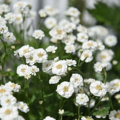 Rebríček bertrámový Perla - Achillea ptarmica - semená - 200 ks