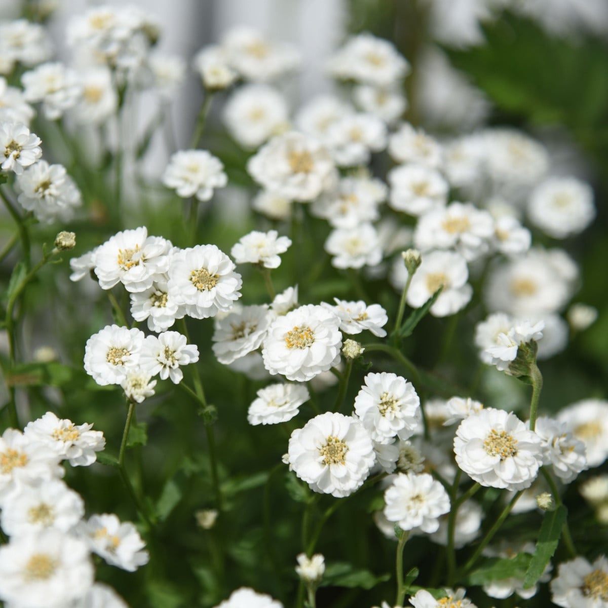 Rebríček bertrámový Perla - Achillea ptarmica - semená - 200 ks
