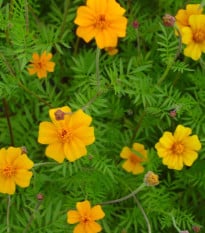 Aksamietnica rozkladitá Ground control - Tagetes patula - semená aksamietnice - 0,5 g