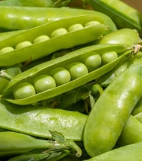 Hrach dreňový Sienna - Pisum sativum - semená hrachu - 60 ks
