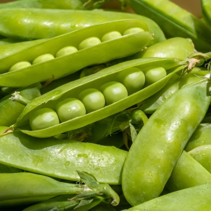 Hrach dreňový Sienna - Pisum sativum - semená hrachu - 60 ks