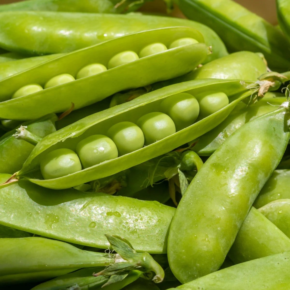 Hrach dreňový Sienna - Pisum sativum - semená hrachu - 60 ks