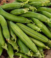 Hrach siaty dreňový Premio - Pisum sativum - semená hrachu - 60 ks