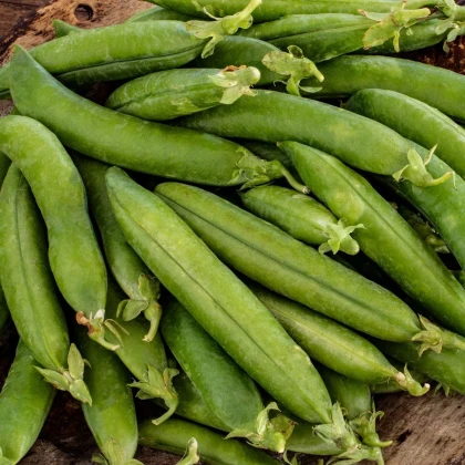 Hrach siaty dreňový Premio - Pisum sativum - semená hrachu - 60 ks