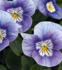 Fialka rohatá Sorbet Lavender Pink - Viola cornuta - semená fialky - 20 ks