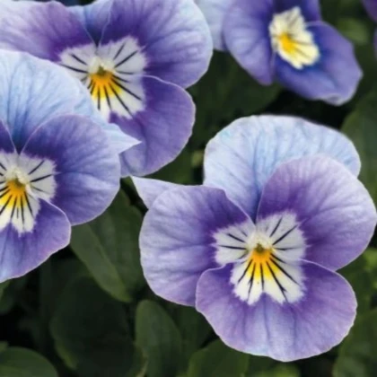 Fialka rohatá Sorbet levanduľová ružová - Viola cornuta - semená fialky - 20 ks