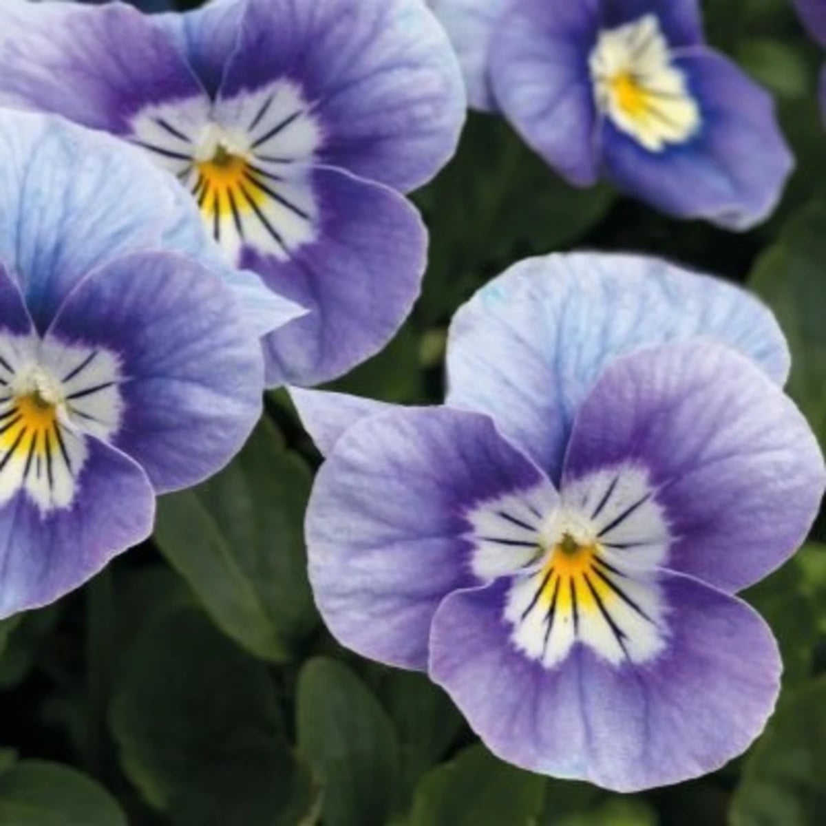 Fialka rohatá Sorbet Lavender Pink - Viola cornuta - semená fialky - 20 ks
