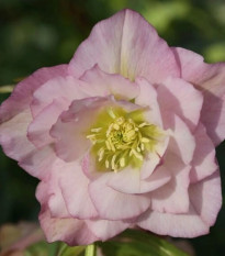 Čemerica plnokvetá Ellen ružová - Helleborus double - jednoducho korenené sadenice čemerice - 1 ks