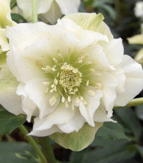 Čemerica plnokvetá Ellen biela - Helleborus double - jednoducho korenené sadenice čemerice - 1 ks