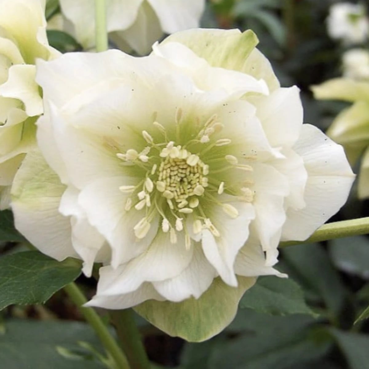 Čemerica plnokvetá Ellen biela - Helleborus double - jednoducho korenené sadenice čemerice - 1 ks