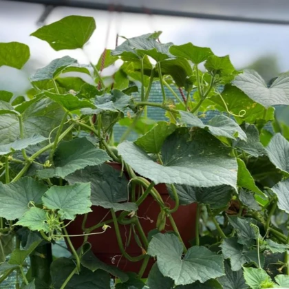 Uhorka Cascadini F1 - uhorka do kvetináča - Cucumis sativus - semená uhorky - 5 ks