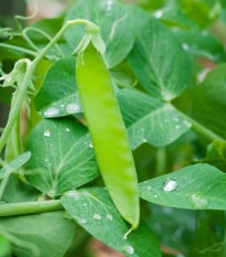 Hrach Delikata - Pisum sativum - semená hrachu - 40 ks