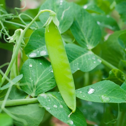 Hrach Delikata - Pisum sativum - semená hrachu - 40 ks