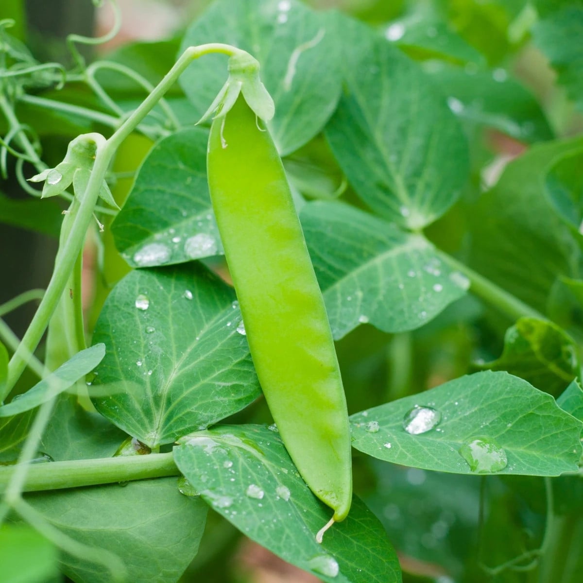 Hrach Delikata - Pisum sativum - semená hrachu - 40 ks