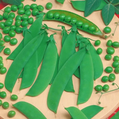 Hrach Delikata - Pisum sativum - semená hrachu - 40 ks