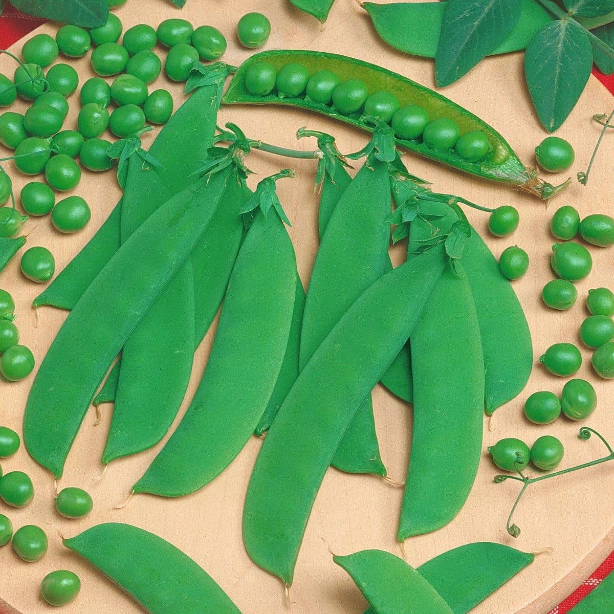 Hrach Delikata - Pisum sativum - semená hrachu - 40 ks