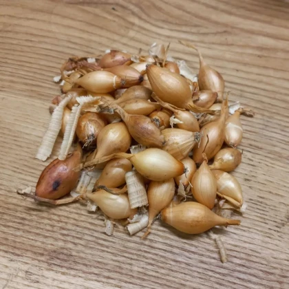 BIO Cibuľa sadzačka Sturon - Allium cepa - bio cibuľky - 250 g