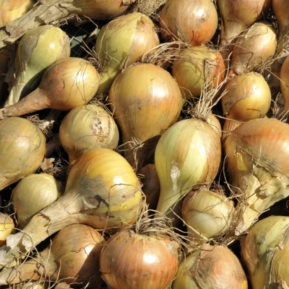 BIO Cibuľa sadzačka Sturon - Allium cepa - bio cibuľky - 250 g