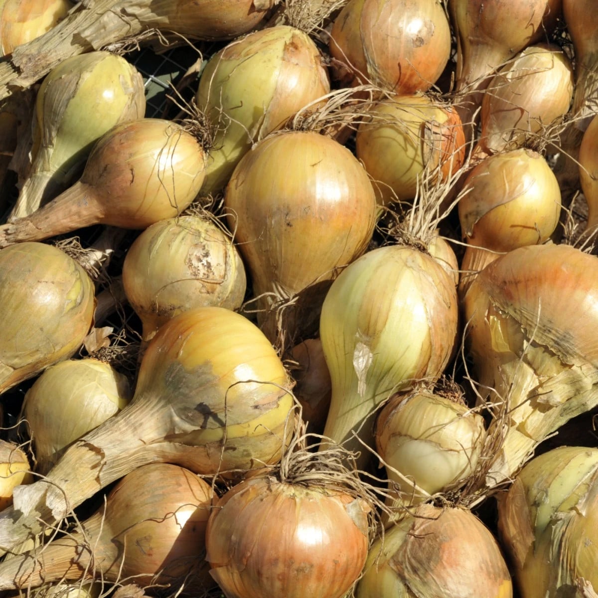 BIO Cibuľa sadzačka Sturon - Allium cepa - bio cibuľky - 250 g