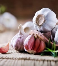 Sadbový cesnak Morado de Cuenca - Allium - nepaličák - cibuľa cesnaku - 1 balenie