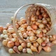 BIO Cibuľa sadzačka Štutgart - Allium cepa - bio cibuľky - 250 g