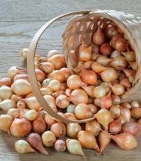 BIO Cibuľa sadzačka Štutgart - Allium cepa - bio cibuľky - 250 g