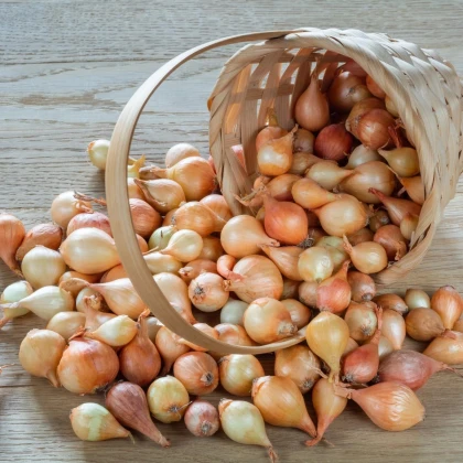 BIO Cibuľa sadzačka Štutgart - Allium cepa - bio cibuľky - 250 g