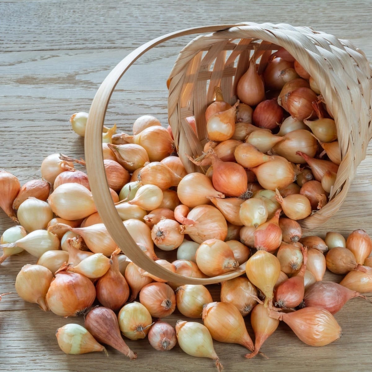 BIO Cibuľa sadzačka Štutgart - Allium cepa - bio cibuľky - 250 g