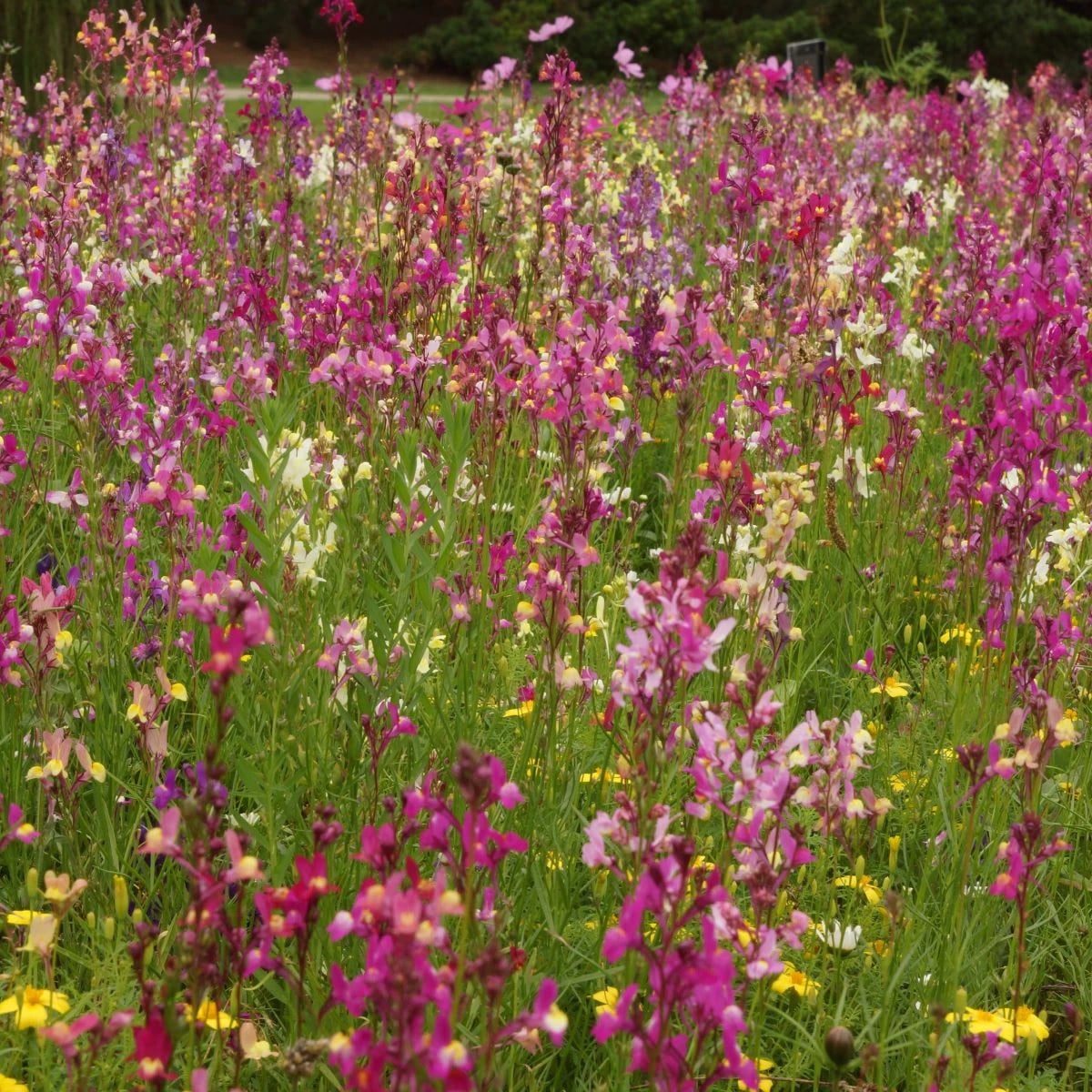 Včelí mls - semená Čierny Biopro - letničková zmes - 20 g