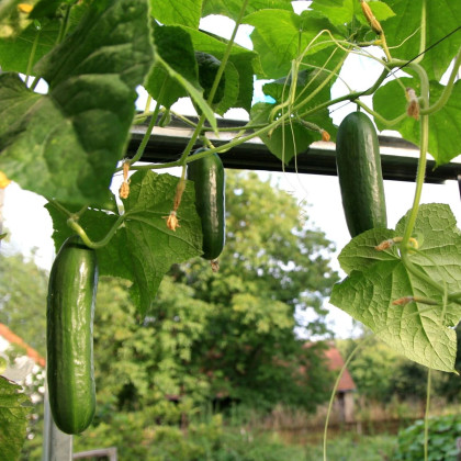 Uhorka šalátová Salamanda F1 - Cucumis sativus - semená uhorky - 6 ks