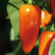 Paprika Lubega Mini Orange F1 - Capsicum annuum - semená papriky - 5 ks