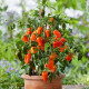 Paprika Lubega Mini Orange F1 - Capsicum annuum - semená papriky - 5 ks