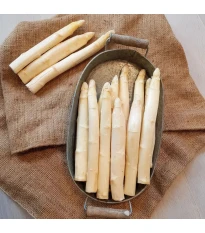 Špargľa Gijnlim biela - Asparagus officinalis - prostokorenné sadenice špargle - 2 ks