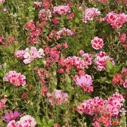 Letničková lúka Lednická radosť - Černý BioPro - osivo lúčnych kvetov - 20 g