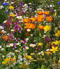 Kvetinová lúka Plzenská kvetnica - Černý-BioPro - osivo lúčnych kvetov - 20 g