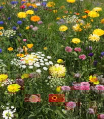 Letničková lúka Economy - Černý-BioPro - osivo lúčnych kvetov - 20 g