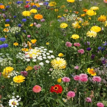 Letničková lúka Economy - Černý-BioPro - osivo lúčnych kvetov - 20 g