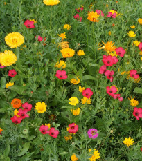 Červenkastá letničková lúka - Černý-BioPro - osivo lúčnych kvetov - 20 g