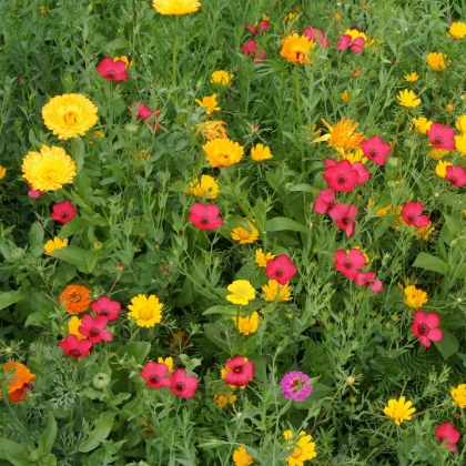 Červenkastá letničková lúka - Černý-BioPro - osivo lúčnych kvetov - 20 g