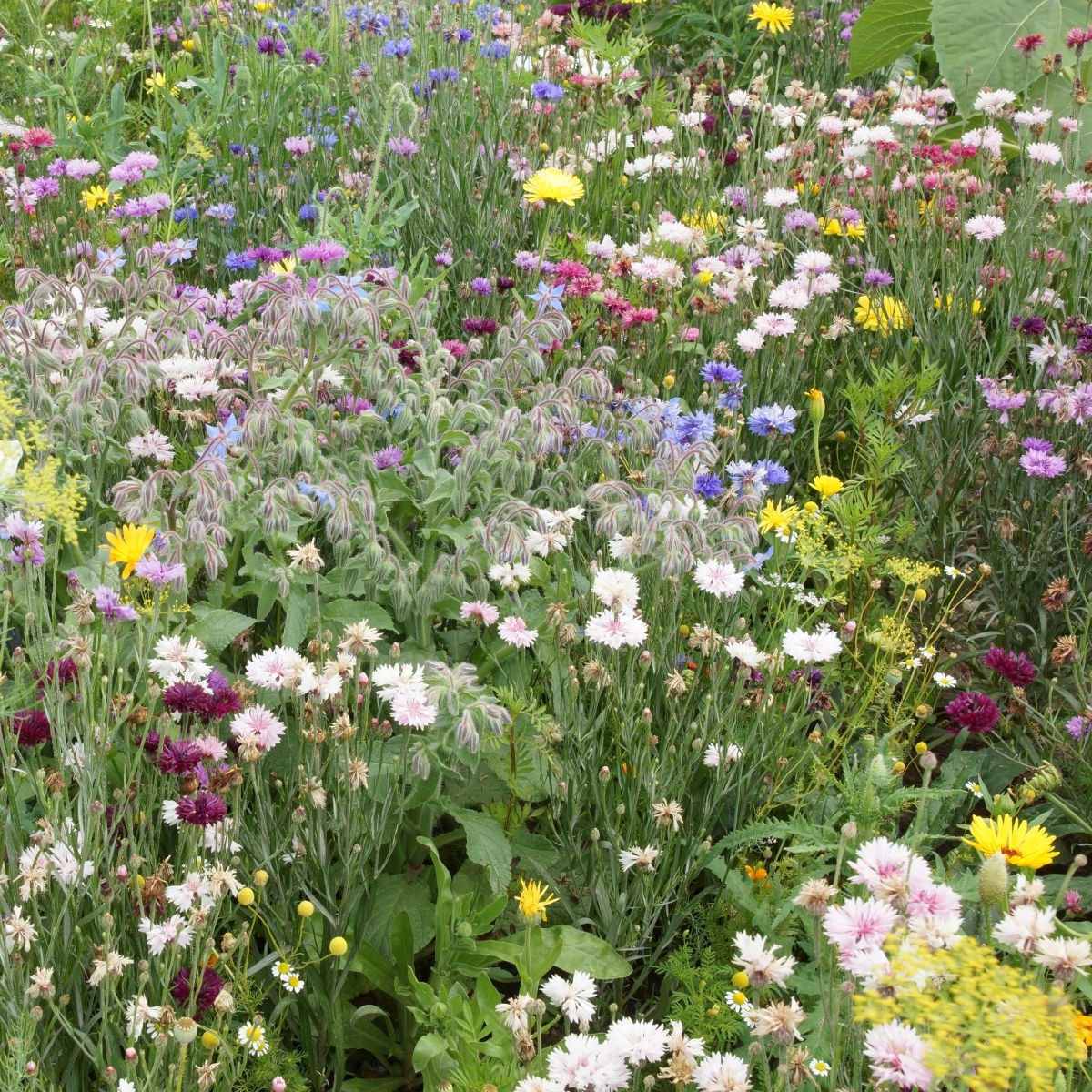 Jedlá letničková lúka - Černý-BioPro - osivo lúčnych kvetov - 20 g