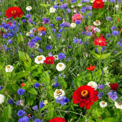 Letničková lúka Trikolóra - Černý-BioPro - osivo lúčnych kvetov - 20 g